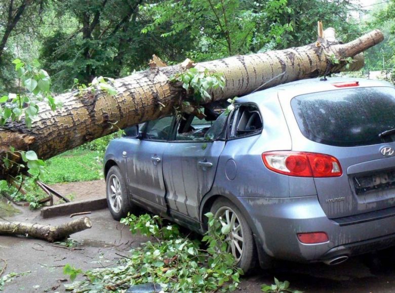 Дерево повредило авто? Рекомендации от Ассоциации юристов России