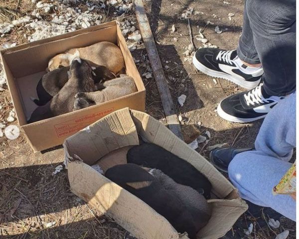 Наказание за зверство неизбежно. В Ульяновске спасли собаку и восьмерых щенят