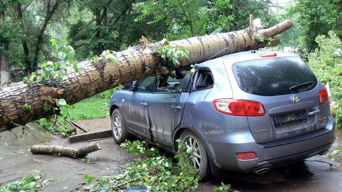 Дерево повредило авто? Рекомендации от Ассоциации юристов России