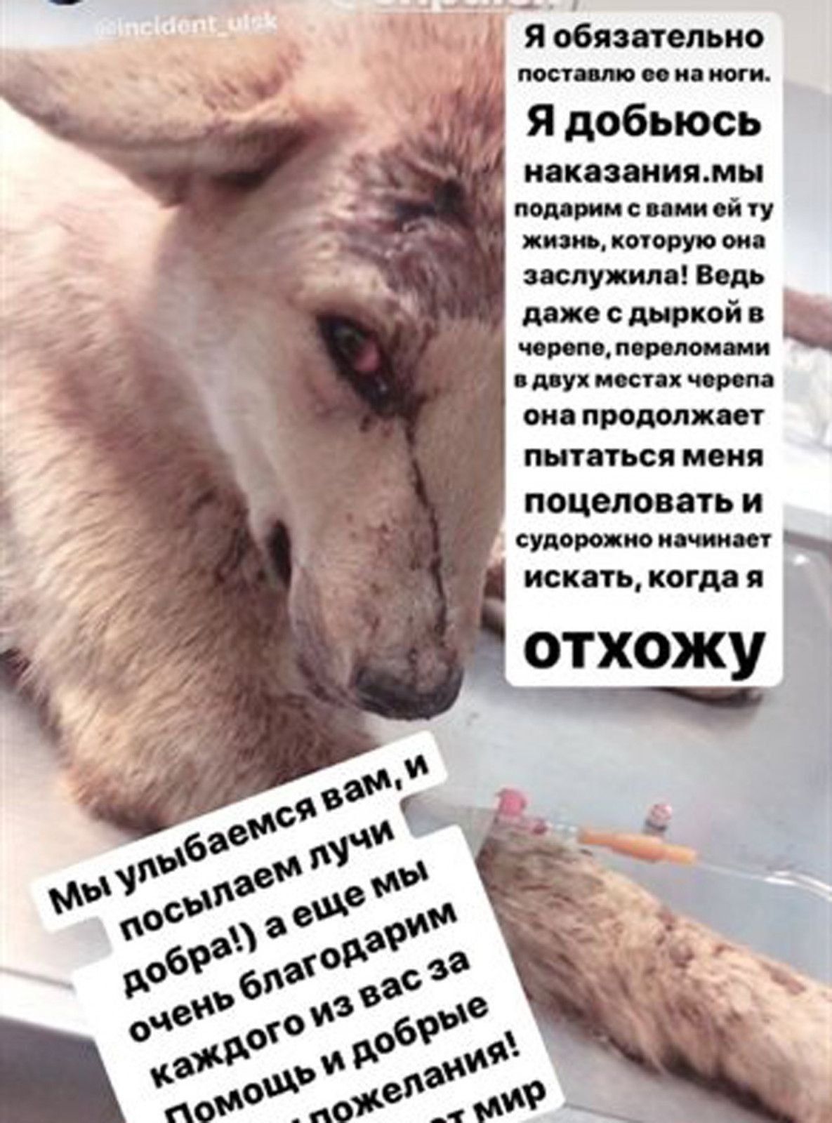 «Джессике лучше». Полиция пообещала тщательно расследовать обстоятельства жестокого избиения собаки в Ульяновске
