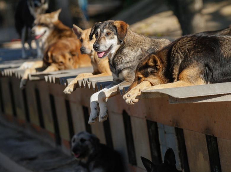 Муниципалитеты Ульяновской области наделили полномочиями по содержанию и учёту безнадзорных животных