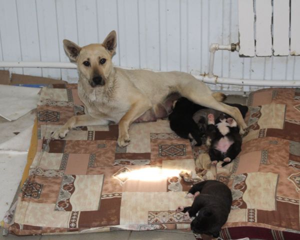 Собака с Отрадной и ее щенки живы и здоровы! Ульяновские юристы посетили приют «Флора и Лавра»