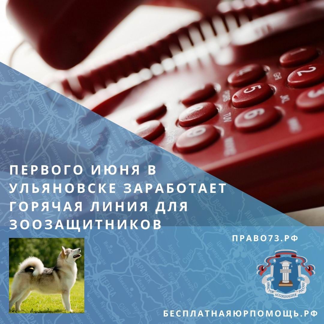 Первого июня в Ульяновске заработает горячая линия для зоозащитников Первого июня в Ульяновске заработает горячая линия для зоозащитников