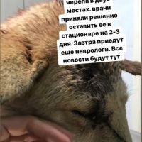 собака