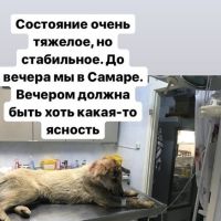 собака